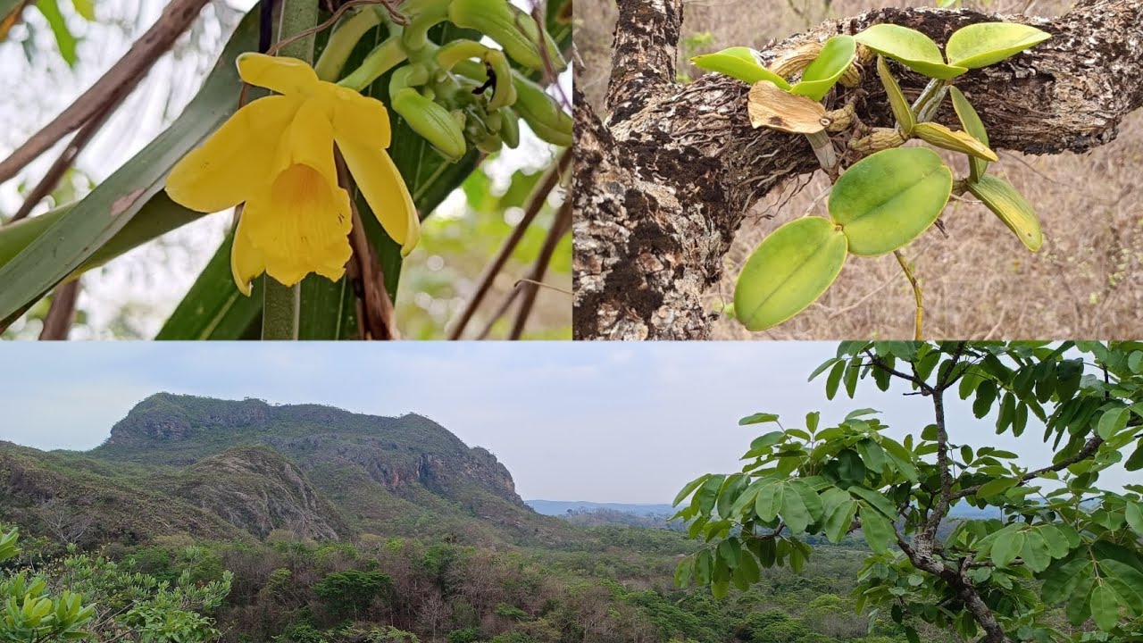 🌼Uma expedição, aventura  e muitas orquideas pelas serras de Mato Grosso