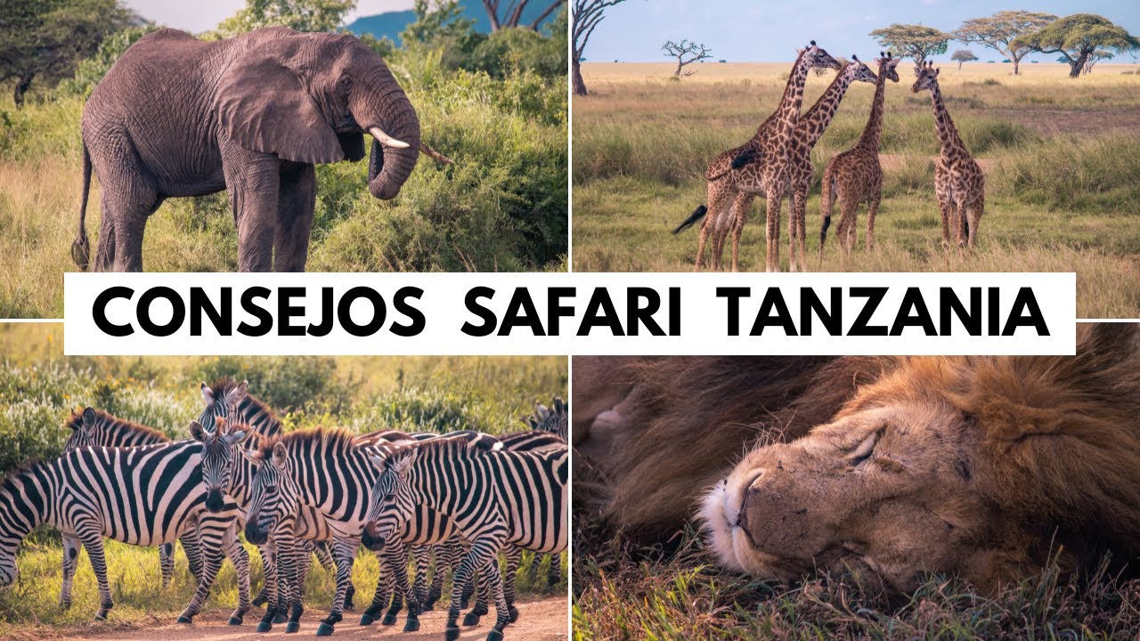 ¿Cómo ORGANIZAR un SAFARI por TANZANIA? | TANZANIA #8 | HONEYMOON #14 | SeguirViajando