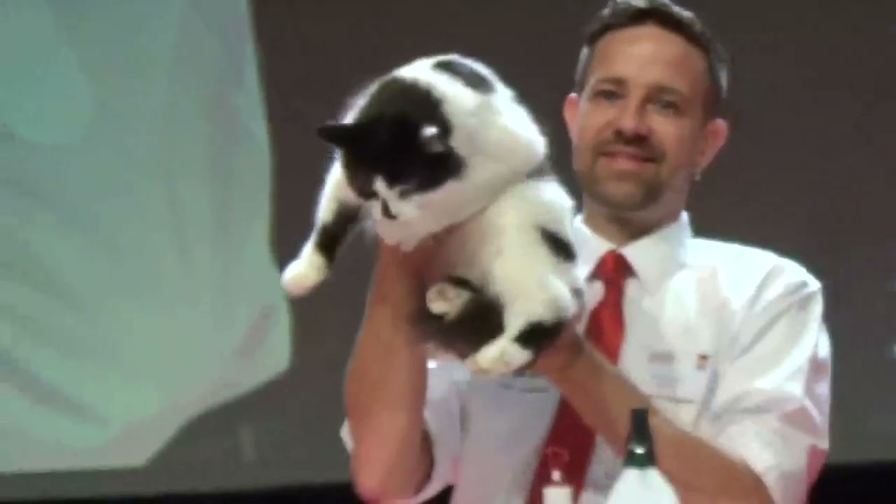 FIFe World Cat Show 2023 Strasbourg 3 Housecats