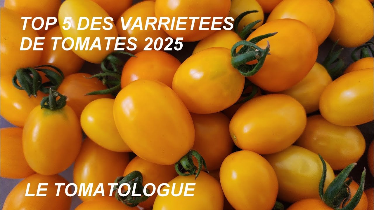 top 5 des plus belles tomates 2025
