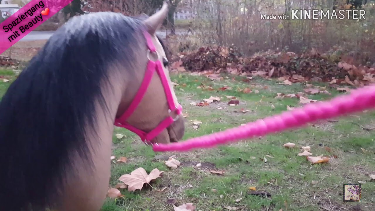 🐎Hobbyhorse-Erstes mal Spazieren gehen mit Beauty+Neues Halfter?❤😱