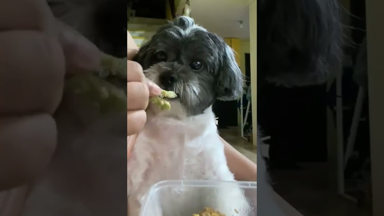 Dog eating bitter gourd