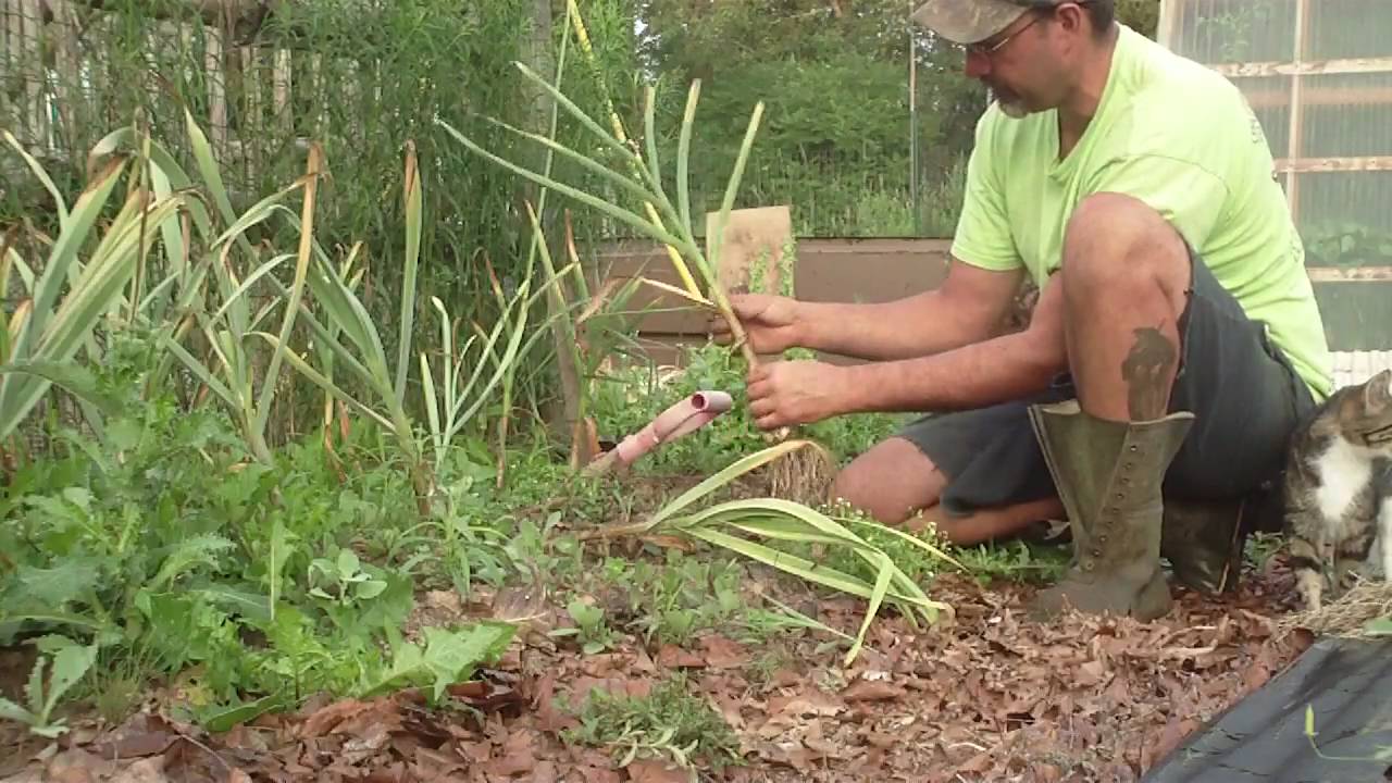 pulling the garlic
