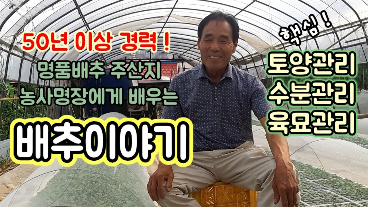 배추 경력 50년이상 명품배추 주산지 농사명장에게 듣는 농사이야기 - 토양관리 수분관리 육묘관리 핵심