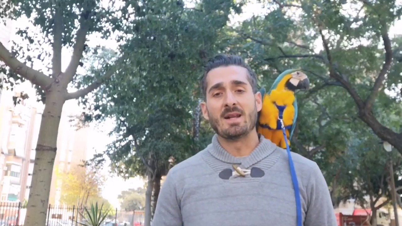ENTRENAMIENTO VUELO LIBRE CON LOROS(BEBE DE 4 MESES DARKO)