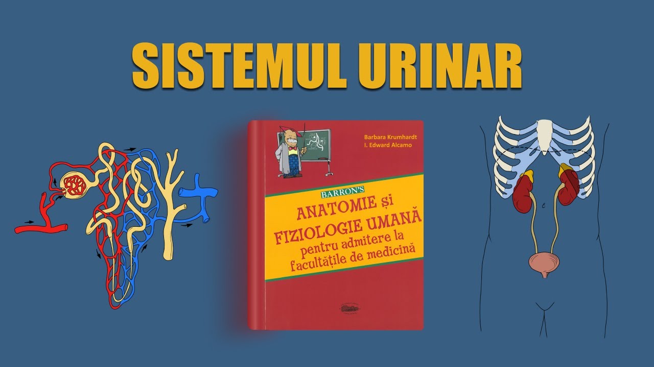 C20. Sistemul urinar | LIVE BARRON'S ADMITERE MEDICINĂ