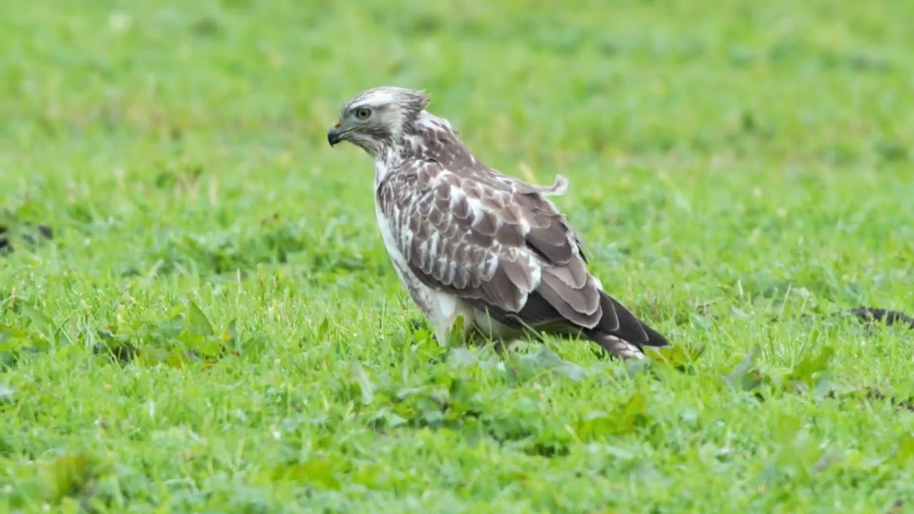 Common buzzard (Buteo buteo)