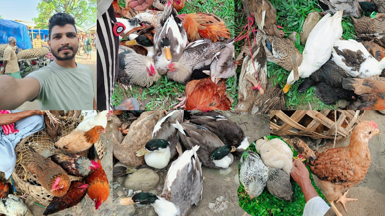 Today I went to the market and brought a new pet, friends, 🦆🥰 #duckling #chicken #duck #birds #ne...