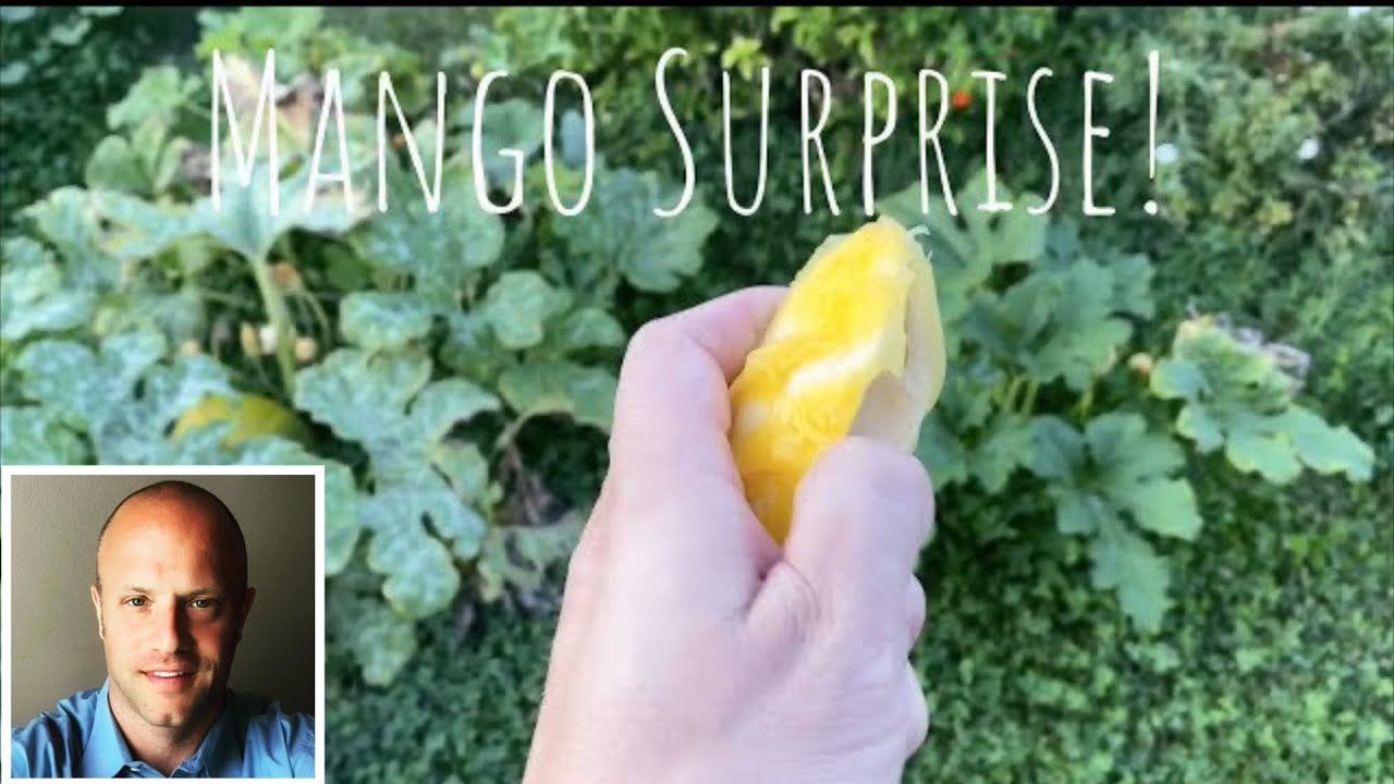 Mango Surprise!