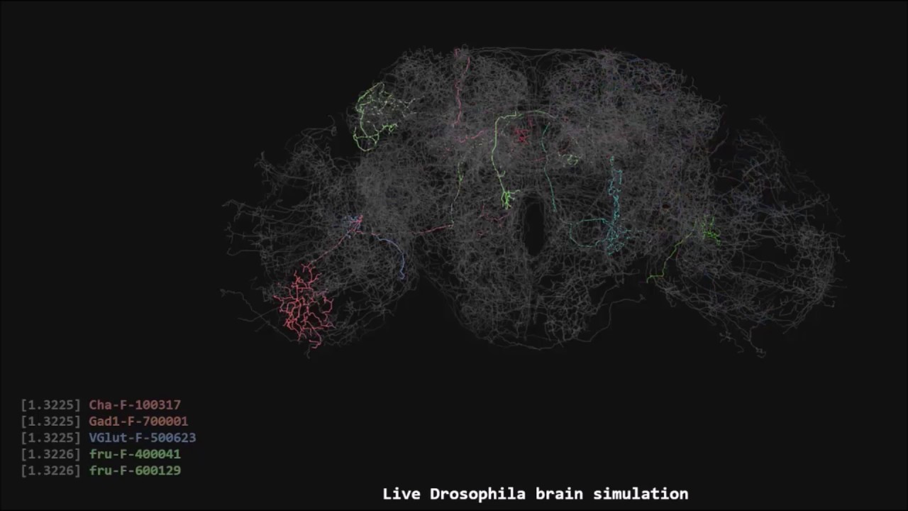 Fruit fly brain simulation