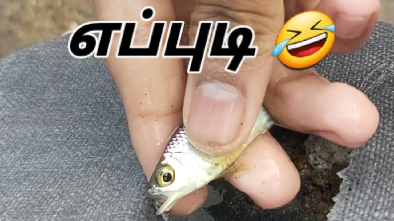 புதிய முறையில் மீன் பிடிக்கலாம் 🤣 FISH TRAP - FISHING - @FALCONRAID- #subscribe #viralvideo