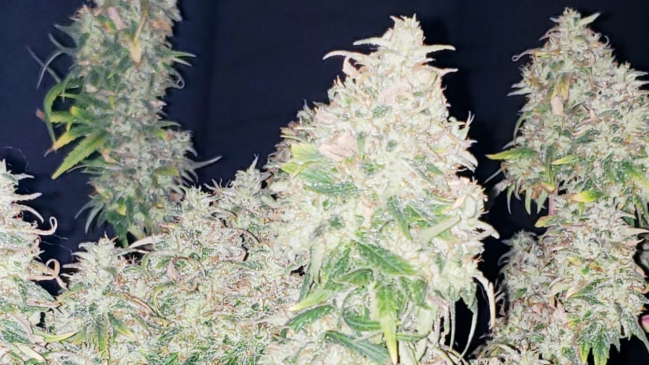 Harvest Day! Banana Kush! Strawberry Amnesia Christmas Tree! StickyBuds4CBD