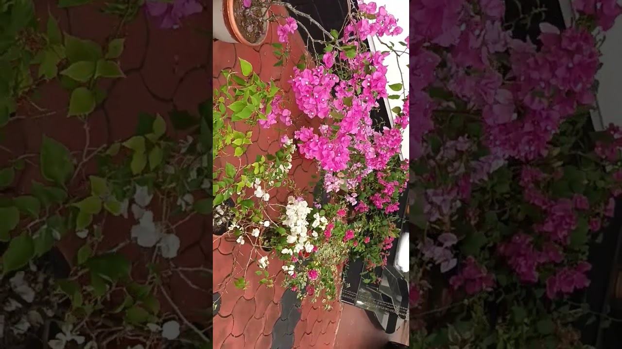 My Home garden