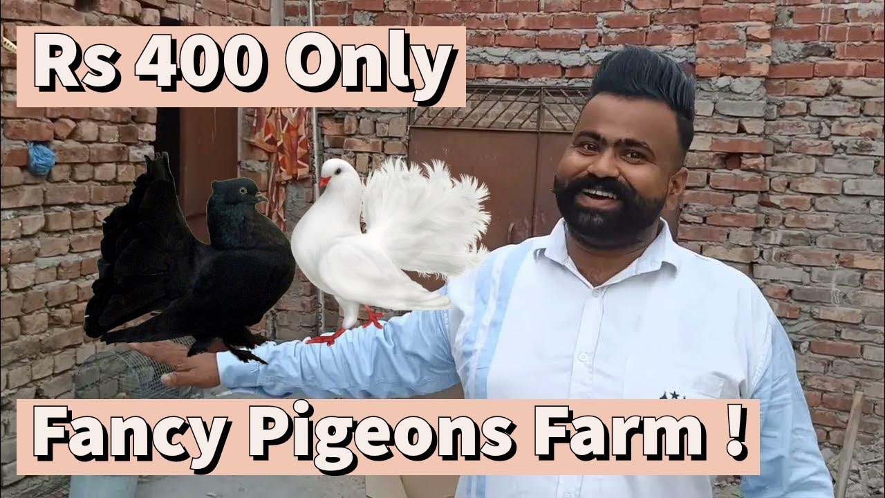 Best Quality Fancy Pigeons Only Rs 400 | Masakali Shirazi Nakab kabootar | Farm in Amritsar