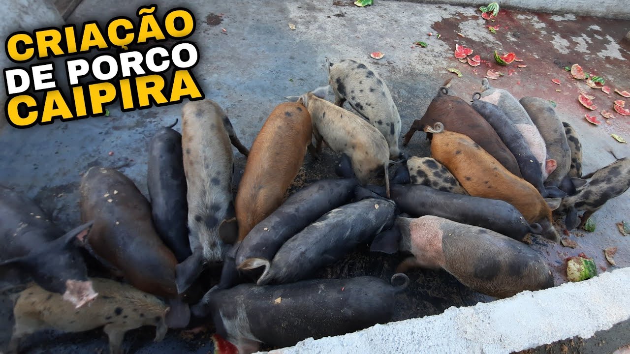 CRIAÇÃO DE PORCO CAIPIRA||CUSTO MUITO BAIXO