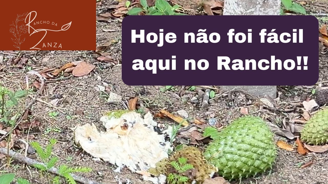 Aos poucos, vamos organizando tudo aqui na chácara!! Dia de organização!!