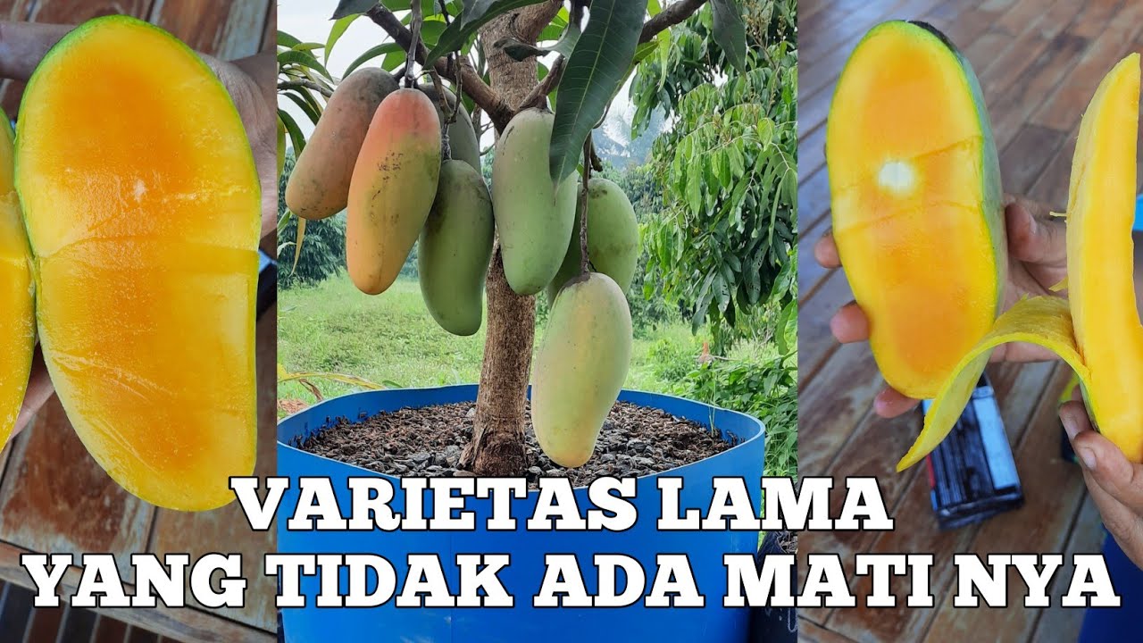 mangga pelangi ( mahacanok)  lebih jrreeeng   buat TABULAMPOT