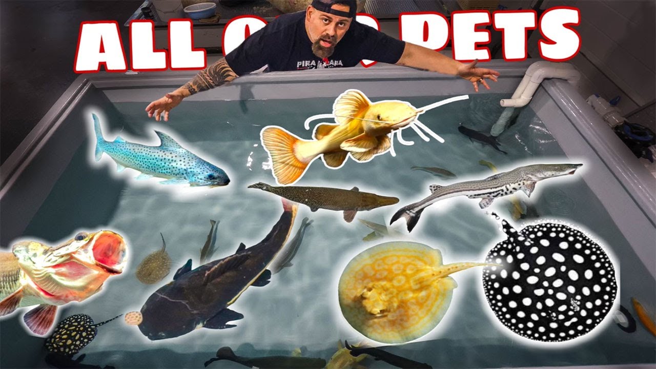 FEEDING ALL OUR PET MONSTER FISH - Arapaima, Stingrays, Phantom Redtail Catfish & More......