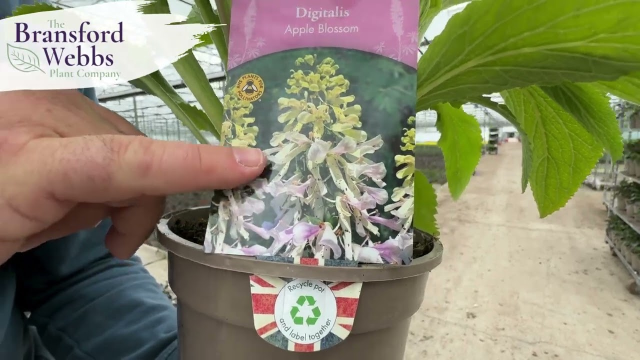 Bransford Webbs Weekly Looking Good Video Week 22