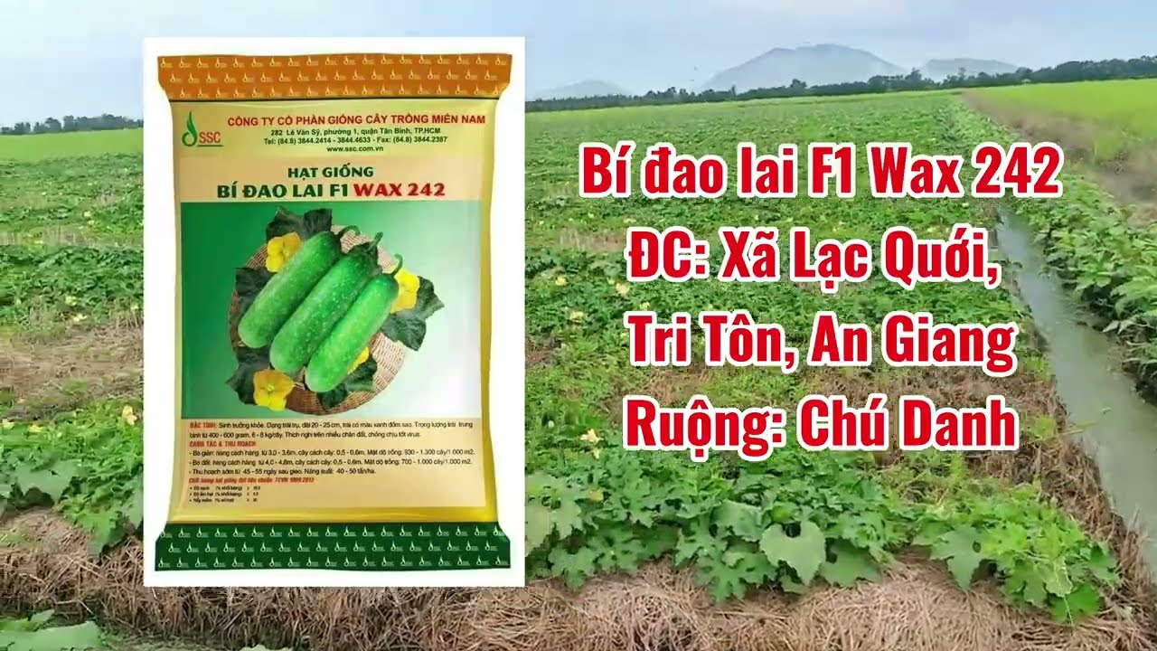 BÍ ĐAO WAX 242 SIÊU TRÁI