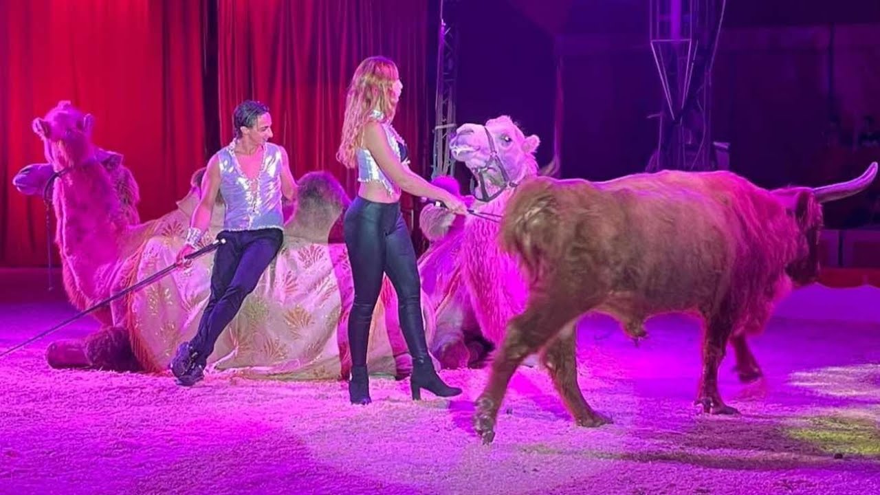 RONY ROLLER CIRCUS - ESOTICO! Boccea 2024/2025; Circhi_in_italia
