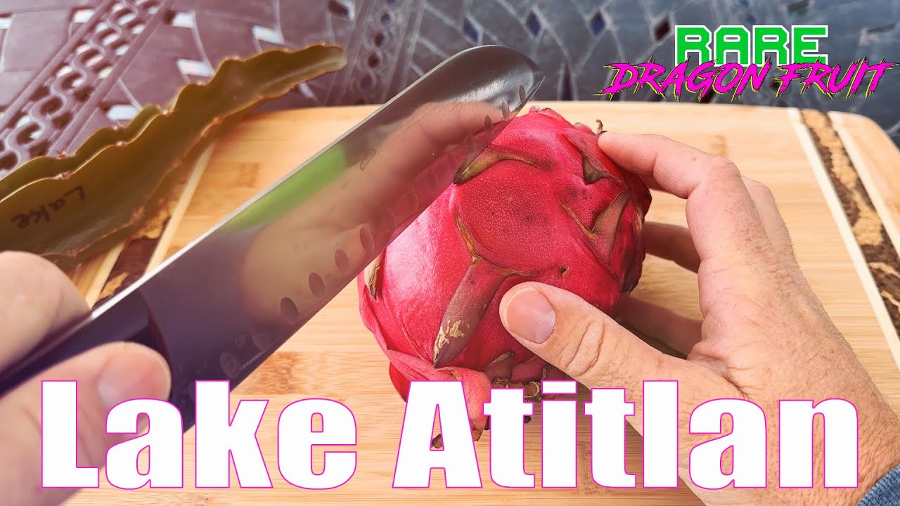 'Lake Atitlan' DRAGON FRUIT TASTE and REVIEW / SWEET and TANGY / Guess the BRIX?