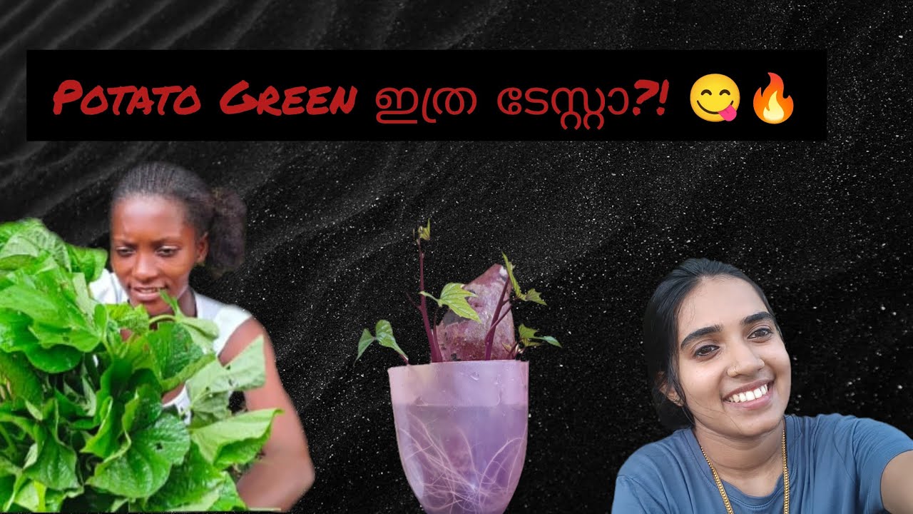 🥬ആഫ്രിക്കൻ ചീരക്കറി ❌ പൊട്ടറ്റോ ഗ്രീൻ✅ 😋 #malayalam #cooking #food #shortvideo 
