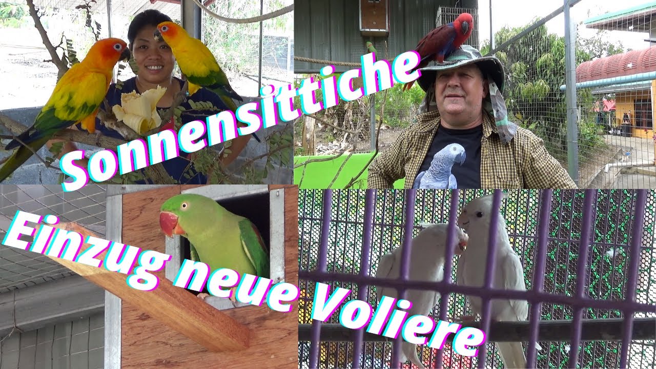 Die Sonnensittiche bekommen ihr neues Zuhause. Wann legt Anna Eier? Papageien Rundgang Volieren