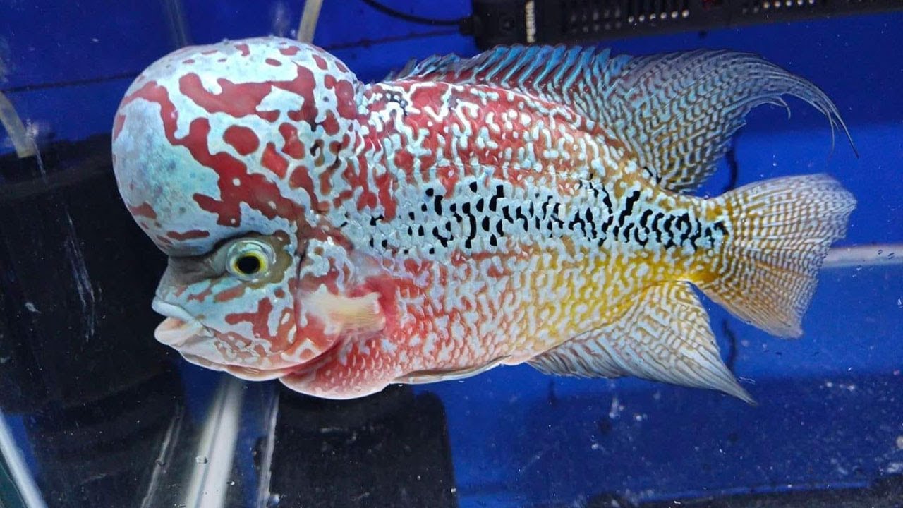 The most beautiful kamfa flowerhorn fish aquarrium
