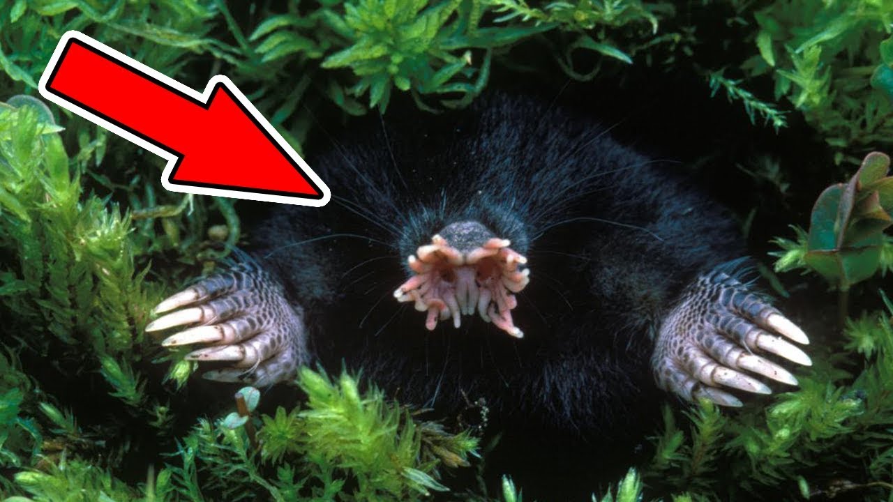 TOP 10 Nejpodivnější zvířata na světě