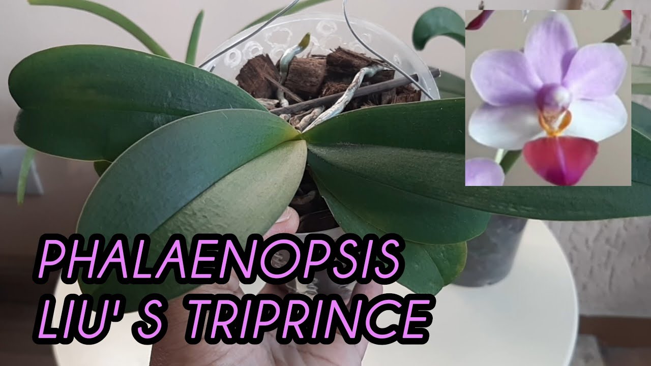 Replante conservador da Phalaenopsis LIU'S TRIPRINCE no Chip de Coco