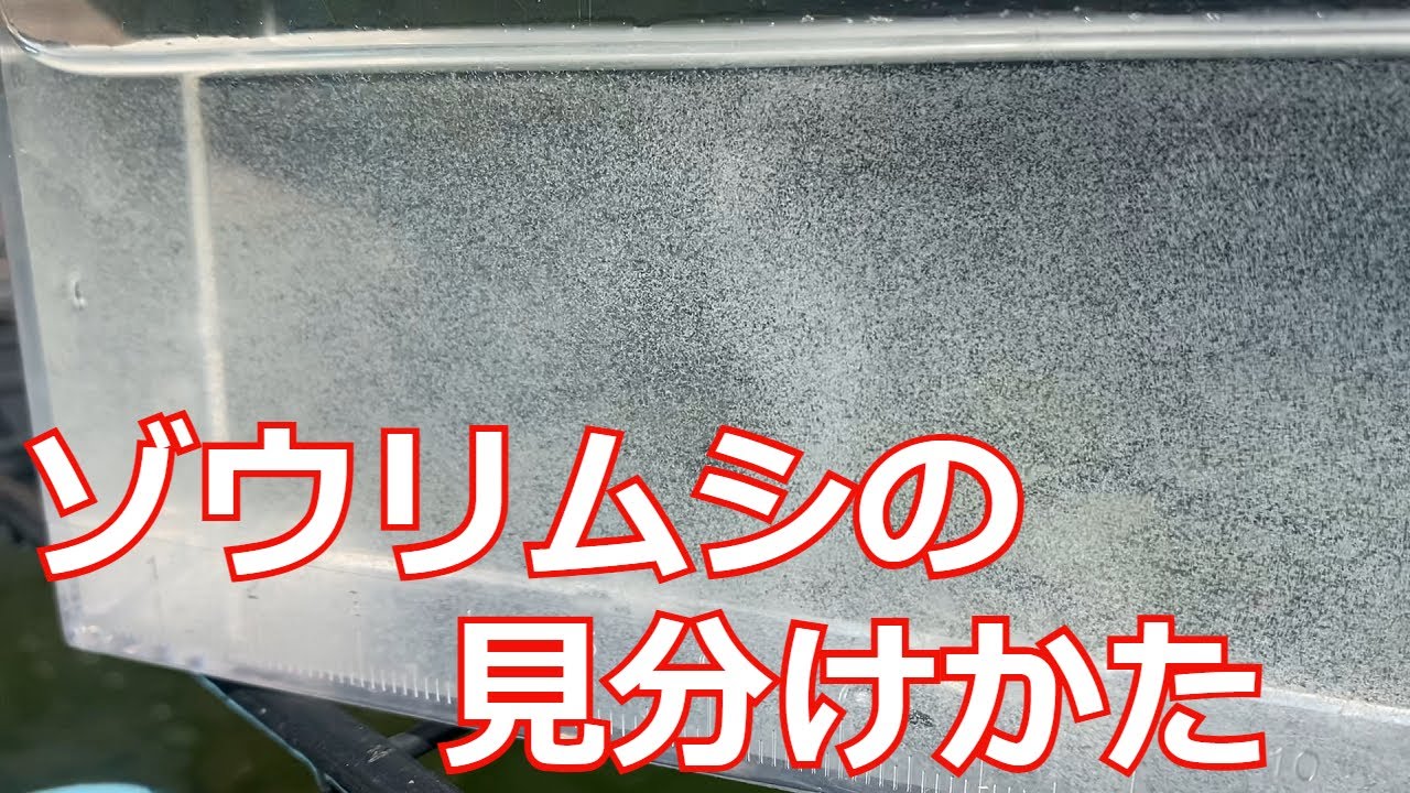 ゾウリムシは増えているのか？簡単に見分けるポイントを２つ紹介します！【針子の餌】