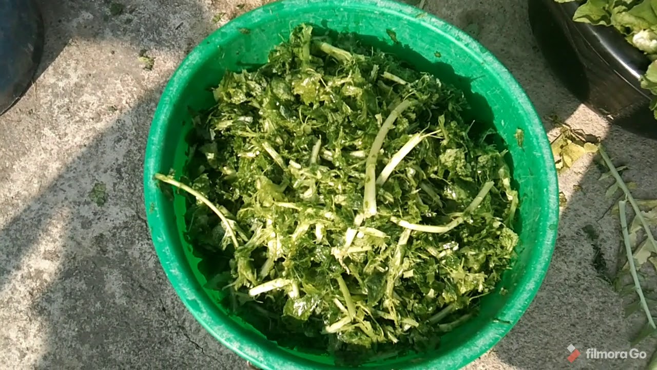 गुन्द्रुक बनाउने सबैभन्दा सजिलो तरिका/how to make Gundruk/Nepali Gundruk Recipe/ Gau ghar ko gundruk