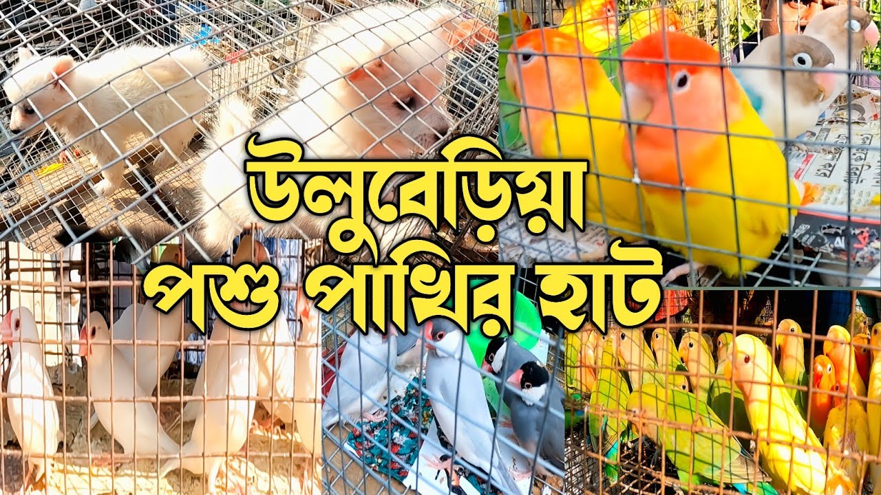 Uluberia bird market - Recent Exotic Birds Price Update at Uluberia pet market 17/12/2022।