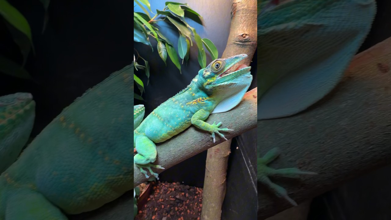 Terrario para Anolis gigante de Baracoa #shorts #terraria #reptiles #terrario