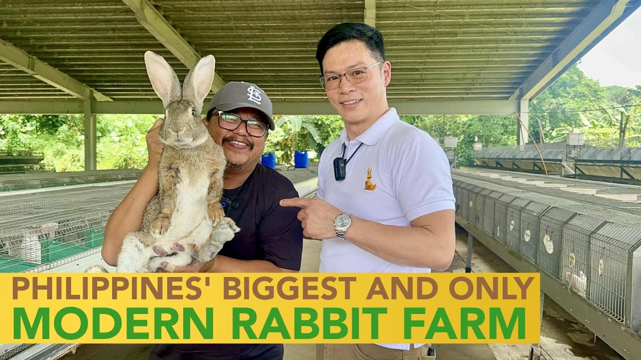 The Philippines' Biggest and Only Modern Rabbit Farm and Best Genetics! Impressive na Kumikita pa!