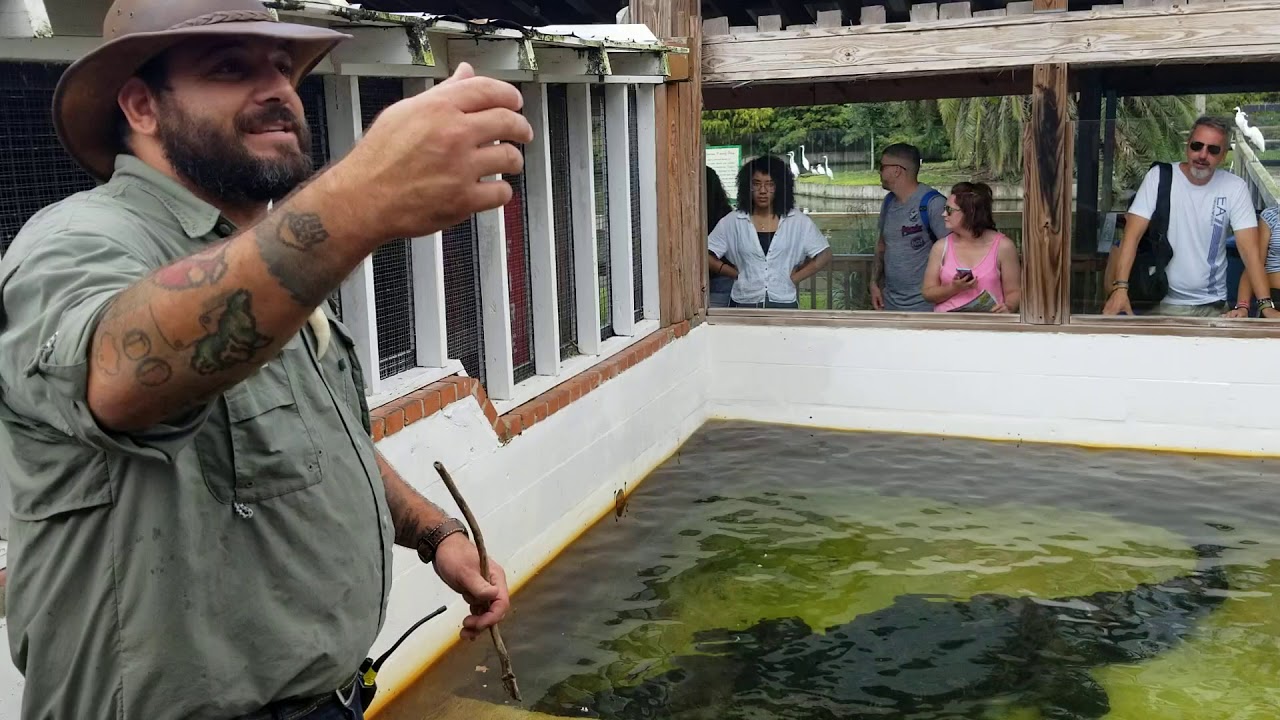 Chester the Alligator. Gatorland. Orlando, Florida. August 14th, 2019.