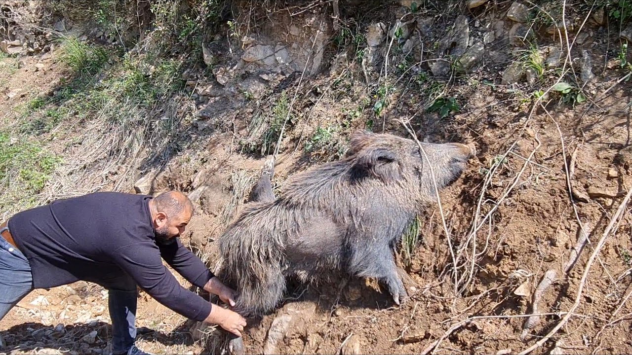Atış M&uuml;sabakaları na  gittik Tuzağa Yakalanan Yaban Domuzunu Kurtardık ,Wild Boar Caught in a Trap