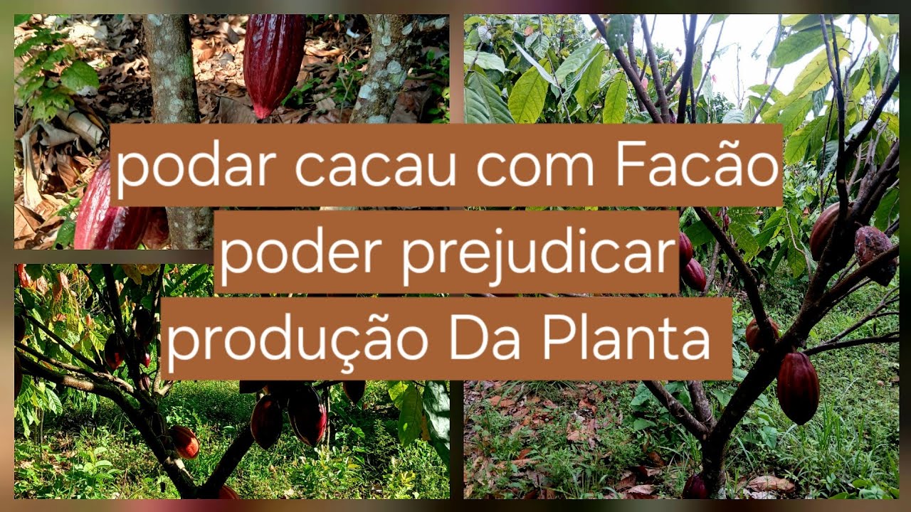 Podar cacau dicas