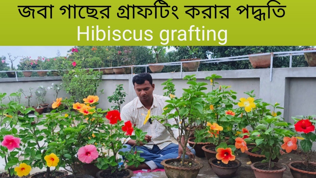 জবা গাছের গ্রাফটিং করার পদ্ধতি। Hibiscus grafting 