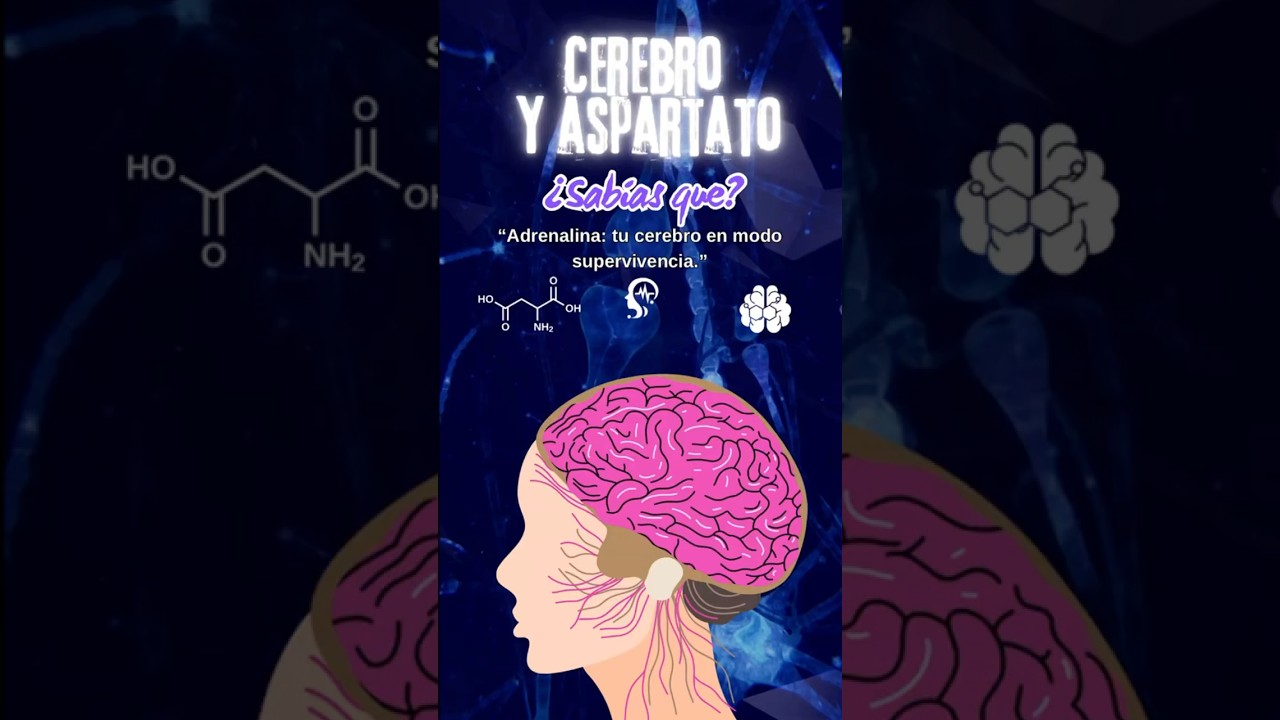 Cerebro y aspartato