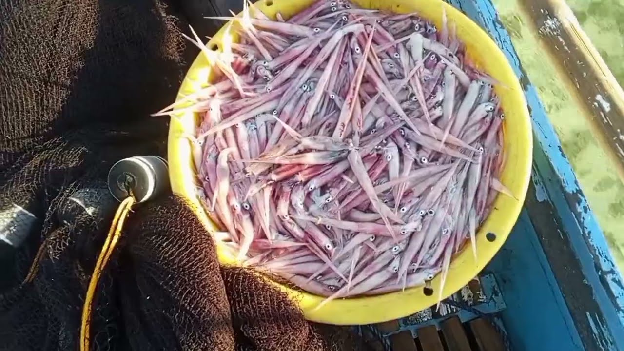 Catching squid bolpen Isang arya Lang paldo agad#fishingvideo #amazing 