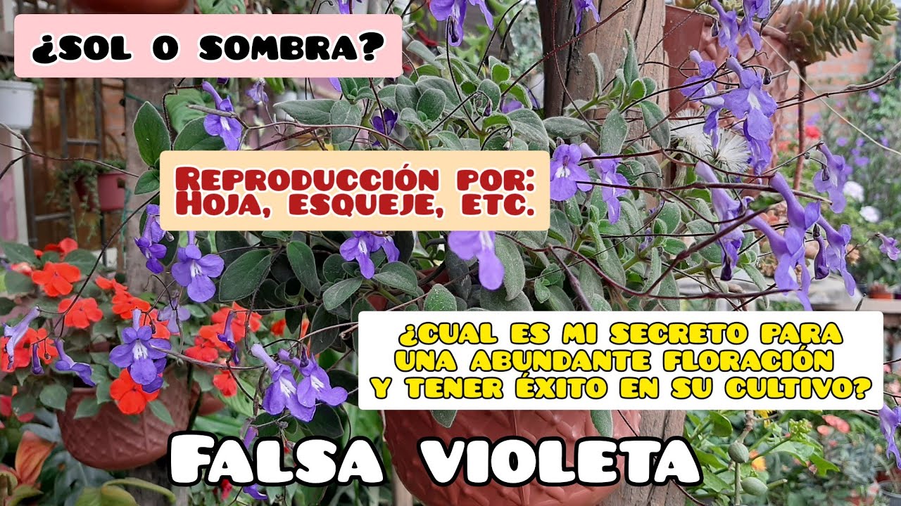 Streptocarpus saxorum- FALSA VIOLETA una planta que florece todo el año.