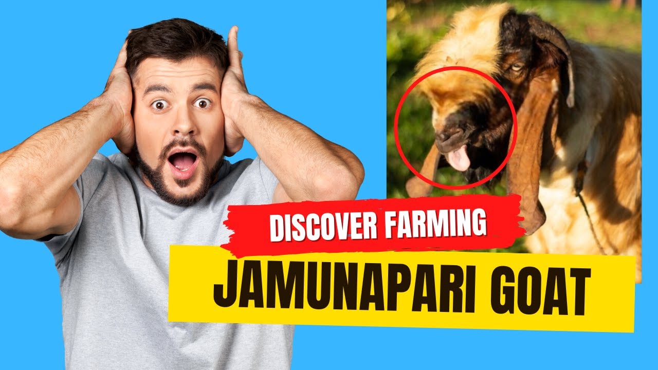 Jamunapari Goat Breeding | Quality Milk Producers