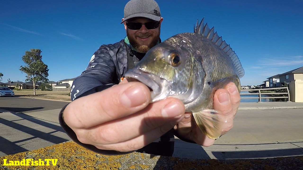 Landbased Bream fishing with hard body lures in Victoria, Australia