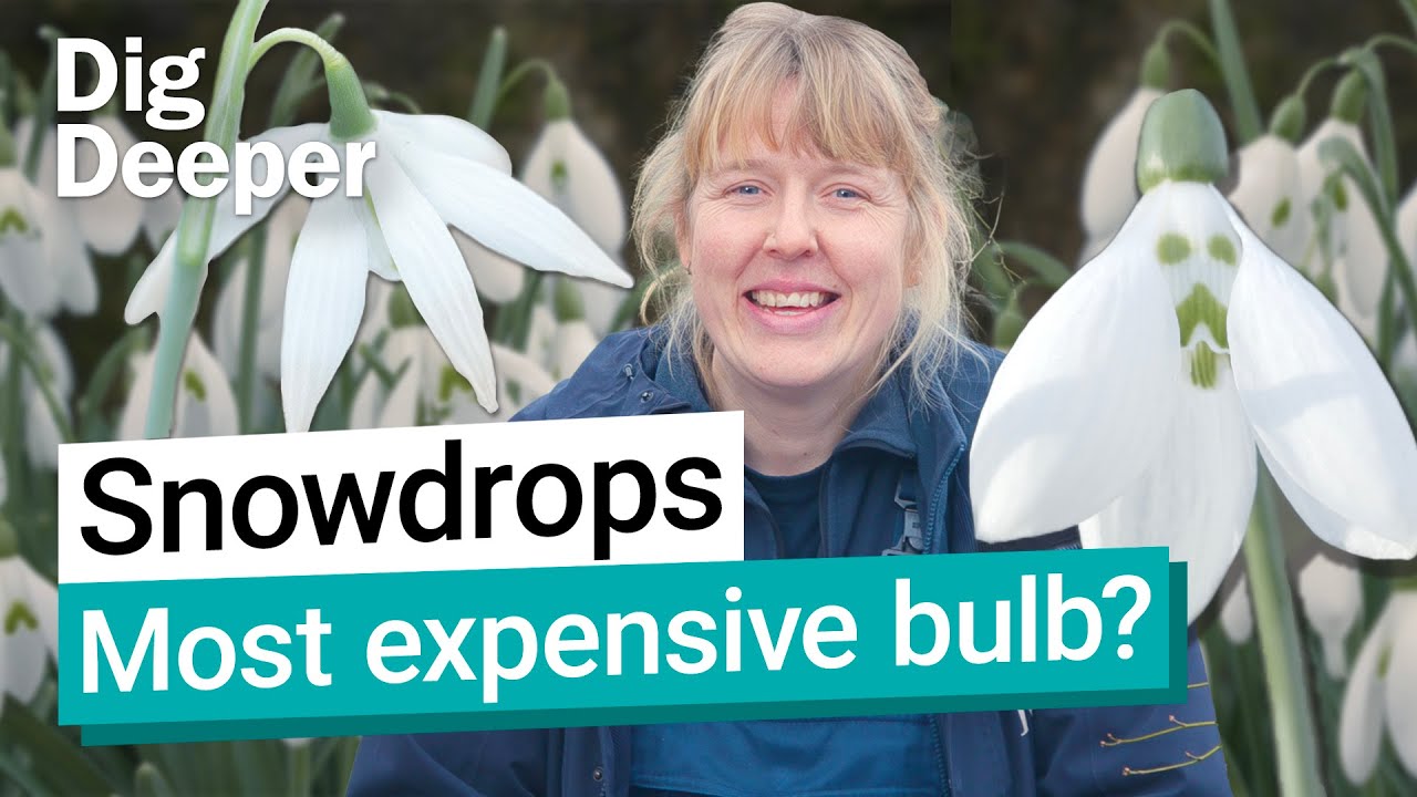 Snowdrops: Kew’s first signs of spring | Dig Deeper Episode 10 | Kew