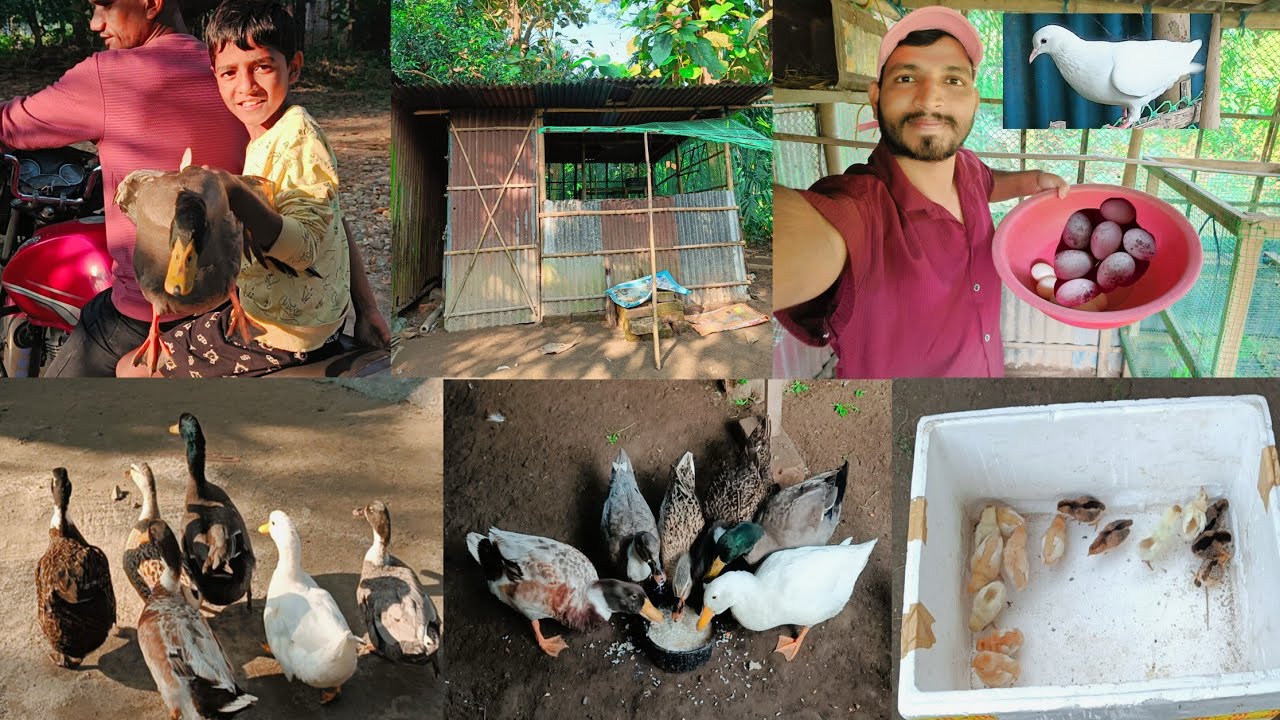 আরো একটা নতুন পোষা প্রাণী আনলাম বন্ধুরা,🦆🥰 #duckling #duck #birds #egg #chicken #newvlog 