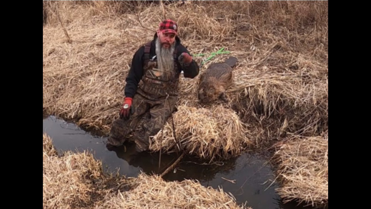 FIRST BEAVER OF THE SEASON!!! (WITH HUGE BEAVER FOOTAGE) #trapping #beaver #duke