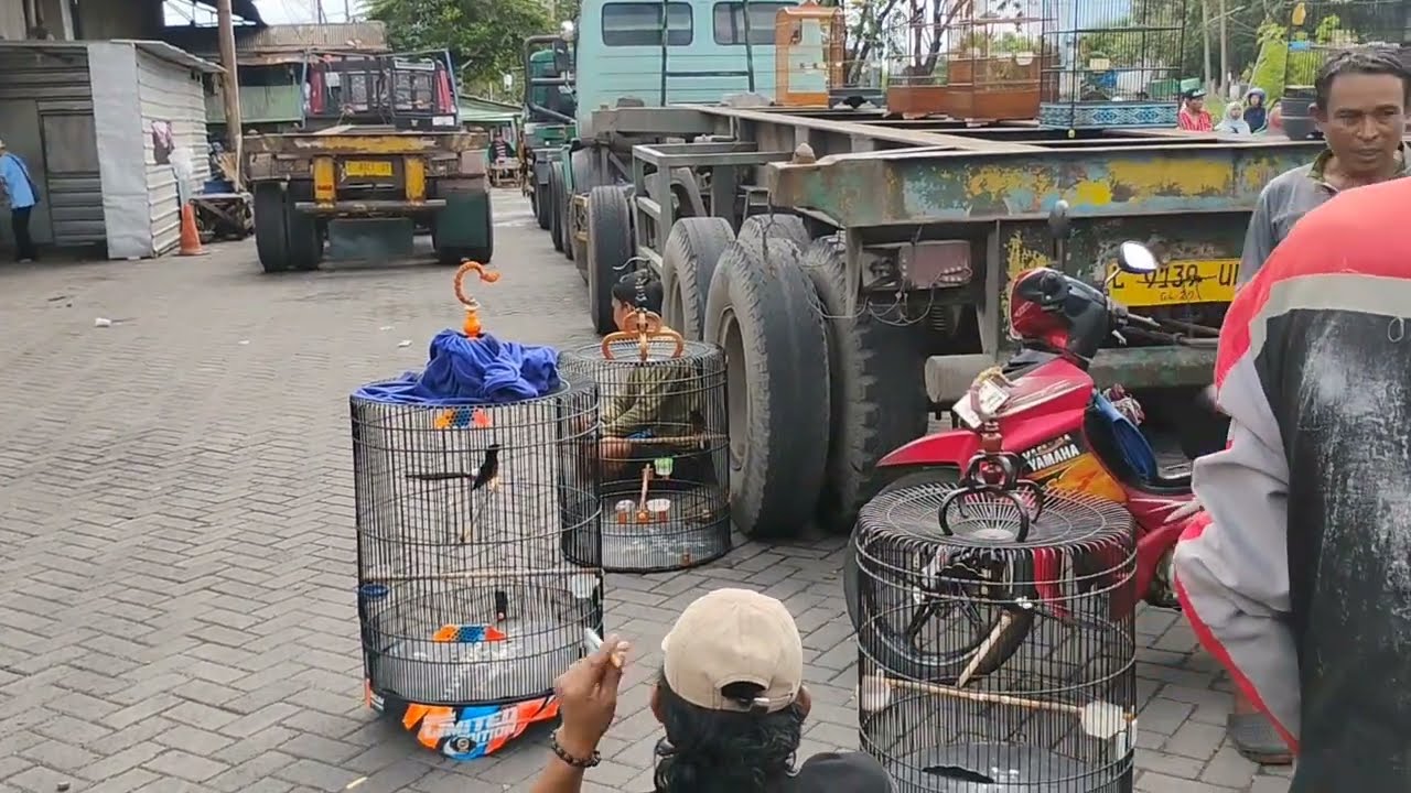BILA CARI MURAI Datanglah ke PB Petekan Surabaya.// Di Sini ada Komunitas Murai.