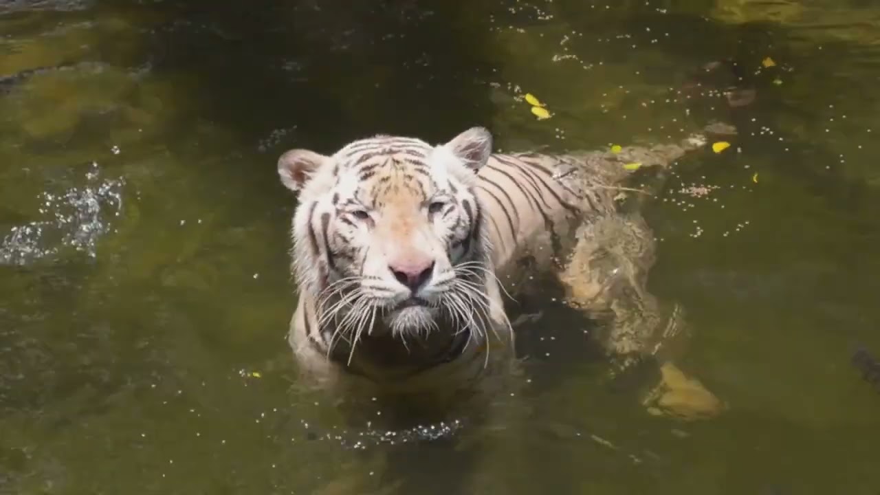 Тигр (Panthera tigris): жизнь, поведение и секреты царя лесов #животные #природа